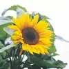 Buzzy Sunny Flowers Riesen Sonnenblume Giganteus Samen - Produktbild-Vorschau 2