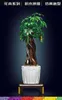 A detailed model of a money tree in a pot, displayed on a dark background. Produktbild-Vorschau