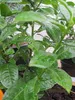 Prunus laurocerasus Ani ® - Kirschlorbeer Ani ® Produktbild-Vorschau 2
