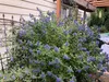 Bartblume ´KEW BLUE´ 20-30 cm, Cont. 2,5 l Produktbild-Vorschau 4