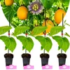 Set de 4 plantas de granadilla (Passiflora ligularis) – Vista previa de la imagen del producto 1