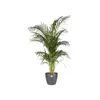 A potted plant on a white background. Náhled obrázku produktu