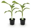 GreenboutiQ - Obstpflanze - Bananenpflanze - Musa Basjoo - Produktbild-Vorschau 1