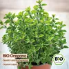 Samenliebe  Oregano Samen | Küchenkraut - winterhart & Produktbild-Vorschau 4