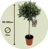 Olivenbaum - 2 Stk - Olea europaea - Höhe 90-100cm - ⌀21cm Produktbild-Vorschau 2