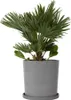 A potted palm plant on a white background. Podgląd zdjęcia produktu