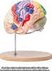 VEVOR Menschliches Gehirn Modell Anatomie, 2X Lebensgroßes Produktbild-Vorschau 8