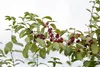 Rote Heckenkirsche 60-100 cm, im Topf - Lonicera xylosteum Produktbild-Vorschau 3