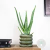 Bloomique - Aloe Vera - Plantes d’intérieur - Plantes Voir les images du produit 2