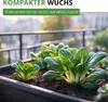 Pak Choi Chinesischer Senfkohl Samen - Brassica rapa - Produktbild-Vorschau 6