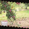 Kunststoffeimer mit Deckel 4L | PP | rund | Transparent 50 Produktbild-Vorschau 6