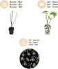 Piante di ribes nero Ribes nigrum Titania resistenti al Anteprima dell’immagine prodotto 7