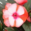 Edel-Lieschen - Impatiens Neu-Guinea - 12cm Topf - Set mit Produktbild-Vorschau 3