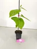 Set de 4 plantas de granadilla (Passiflora ligularis) – Vista previa de la imagen del producto 2