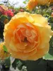 Stammrose Amber Queen® - bernsteinfarbend - duftend++ - Produktbild-Vorschau 3