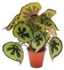 Listová Begonia - Begonia masoniana Mountain - hnedé listy Náhled obrázku produktu 1