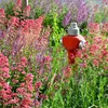 Bloomique - 3er Set - Centranthus Ruber Coccineus - Produktbild-Vorschau 2