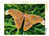 CALVENDO Puzzle Atlasfalter - Attacus atlas 1000 Teile Produktbild-Vorschau 2