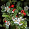Bodendecker - Kriechmispel - Teppichmispel - Cotoneaster Produktbild-Vorschau 5