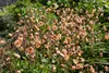 Stauden Gänge 3 x Geum chiloense 'Mai Tai‘ - apricotfarbene Produktbild-Vorschau 4
