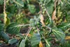 SAFLAX - BIO - Ružičkový kel - Groninger - Brassica Náhľad obrázku produktu 4