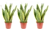 3er-Set Bogenhanf - Sansevieria trifasciata Laurentii - Produktbild-Vorschau 1