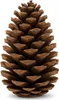 Maritima-Zapfen, Größe 10-14cm, Natur, 10 Stück | Pinus Produktbild-Vorschau 1