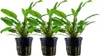 Aquarium Pflanze 3 Stk Cryptocoryne wendtii Green Produktbild-Vorschau 1