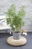 Hoogeveen Fargesia Rufa - 60 cm, Ø19 cm Voir les images du produit 9