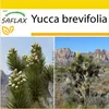 SAFLAX Kultivační sada - Joshua Tree - Yucca brevifolia - Náhled obrázku produktu 10