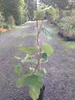 beliebte selbstfruchtende Kiwi Jenny Kiwibaum 60-100 cm Produktbild-Vorschau 2