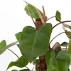 Roślina domowa - Philodendron 'Red Emerald' - 70-80 cm - Podgląd zdjęcia produktu 3