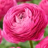 Bloomique - Mix 50 - Jaskier - Jaskier - Mix kolorów - Podgląd zdjęcia produktu 7