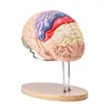 Model lidského mozku - Anatomická studie - 4 části - Náhled obrázku produktu 9