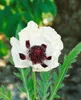 Papaver orientale 'Royal Wedding', Türkischer Mohn, weiß, Produktbild-Vorschau 9