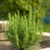 Bloomique - 3er Set - Rosmarinus Officinalis - Produktbild-Vorschau 1