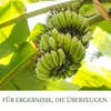 HaGaFe Terra Line  Bananenerde Pflanzerde 50 Liter Produktbild-Vorschau 5