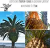 Kanarische Dattelpalme Samen (Phoenix canariensis) - Produktbild-Vorschau 3