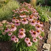 Echinacea p. Magnus 3er Set, rosafarben, orangebraun, 20 cm Produktbild-Vorschau 3