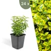 Plants by Frank | 24 Plantes de fusain jaune | Euonymus Voir les images du produit 1