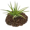 Tillandsia brachycaulos abdida - volně rostoucí rostlina Náhled obrázku produktu 1