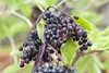 Sambucus nigra, Schwarzer Holunder, 40–60 cm Produktbild-Vorschau 2