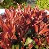 Photinia fraseri Little Red Robin - Planta de terraza - Vista previa de la imagen del producto 4