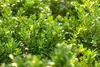 Ilex crenata 'Dark Green', Japanische Stechpalme, ca. 9x9 Produktbild-Vorschau 8