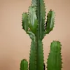 Bloomique - Euphorbia Acrurensis - Euphorbe - Cactus cowboy Voir les images du produit 3