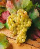 A bunch of white grapes is placed on a wooden surface surrounded by grape leaves. Produktbild-Vorschau