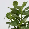 Adenium arabskie - 2 szt - Adenium obesum - Wysokość Podgląd zdjęcia produktu 4