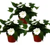 Edel-Lieschen - Impatiens Neu-Guinea - 12cm Topf - Set mit Produktbild-Vorschau 1
