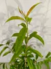 Prunus persica 'Saturne', pêcher, variété à fruits plats, Voir les images du produit 3