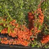 Kdoulovec japonský Ada 2L Náhled obrázku produktu 5